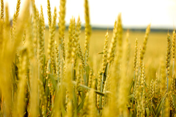 Fototapeta premium Golden wheat field in Belarus