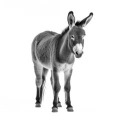 Foto op Plexiglas donkey looking isolated on white © Tidarat
