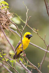 Asian Golden Weaver, Nature, Breeding season, Nest-building