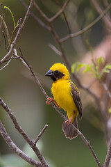 Asian Golden Weaver, Nature, Breeding season, Nest-building