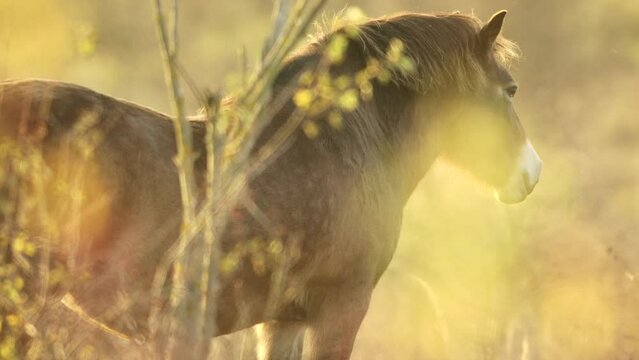 Closeup sunlit wild exmoor pony horse have rest standing in the middle of pasture in late autumn nature habitat in Milovice, Czech republic. Protected animals considered as horse ancestor
