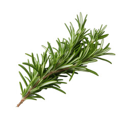 Fototapeta premium Rosemary twig isolated on transparent background