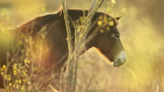Closeup sunlit wild exmoor pony horse have rest standing in the middle of pasture in late autumn nature habitat in Milovice, Czech republic. Protected animals considered as horse ancestor