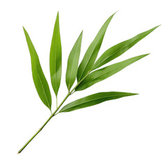 Fototapeta premium Bamboo leaves isolated on transparent background