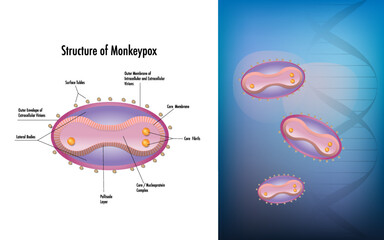 structure of monkeypox virus illustration