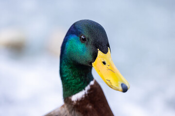Ente auf einem gefrorenen See