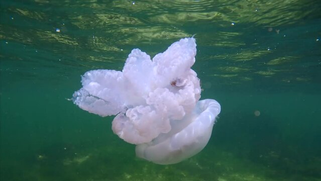 Jellyfish Octopus swims under surface of water in bright sunshine, Slow motion. Barrel jellyfish, Dustbin-lid jellyfish or Frilly-mouthed jellyfish (Rhizostoma pulmo), Black Sea