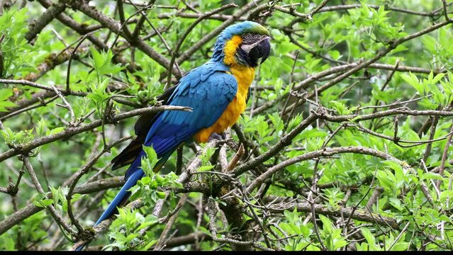 The Blue-and-yellow Macaw, Ara ararauna also known as the blue-and-gold macaw, is a large South American parrot with mostly blue top parts and light orange underparts