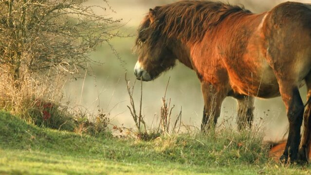 Closeup sunlit wild exmoor pony horse scratching by dry plant stem in bush on the middle of pasture in late autumn nature habitat in Milovice, Czech republic. Protected animals considered as ancestor