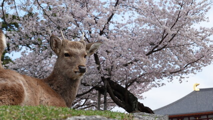 春の奈良公園