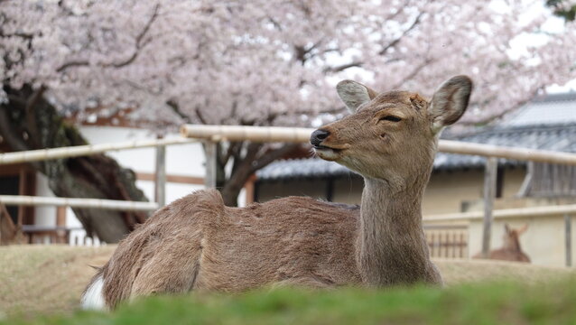 春の奈良公園