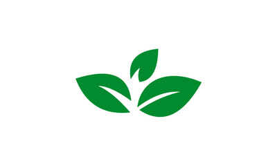 green plant on white