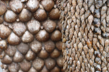Many sea conch shells together