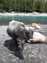 Cow near by the Oeschinesee
