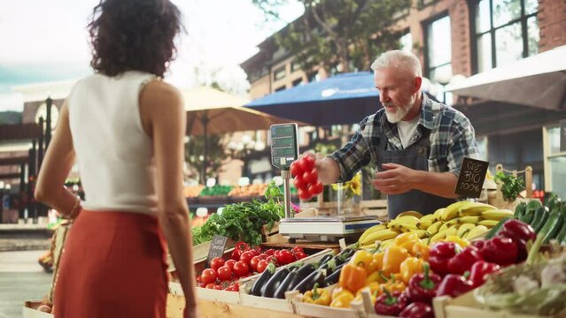Multiethnic Female Customer Buying Sustainable Natural Tomatoes From a Joyful Senior Farmer on a Sunny Summer Day. Successful Street Vendors Managing a Small Business Farm Stall at an Outdoors Market