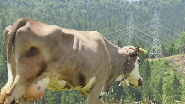 A Cow with a Cow Bell Grazing on a Green Field on a High Altitude Farm in the Alps with Mountains in the Background. Near The Village of Stoos