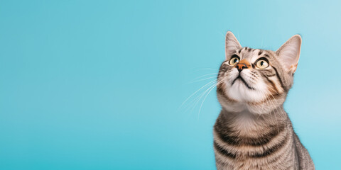 Cute banner with a cat looking up on solid blue background - obrazy, fototapety, plakaty