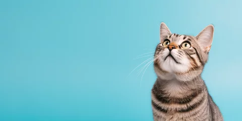 Gordijnen Cute banner with a cat looking up on solid blue background © TimeaPeter