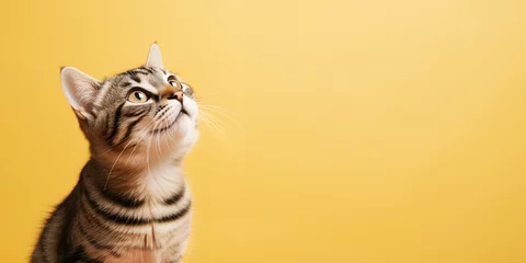 Tuinposter Cute banner with a cat looking up on solid yellow background. © TimeaPeter