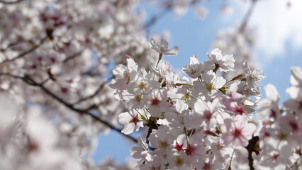 大阪城の桜