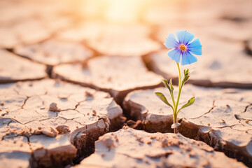 A close-up of a resilient flower showcasing life in the harsh environment, representing the tenacity of nature during drought.