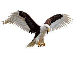 Obraz premium A Moment Captured: A Bird in Flight