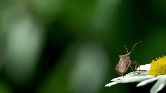 Dock Bug (Coreus marginatus) taking off from a daisy in a garden. June, Kent, UK. [Slow motion x10]
