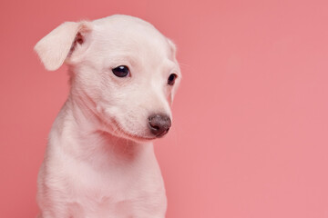 Portrait of cute Italian Greyhound puppy isolated on pink studio background. Small beagle dog white...