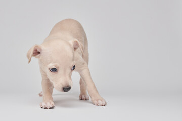 Portrait of cute Italian Greyhound puppy isolated on white studio background. Small beagle dog...