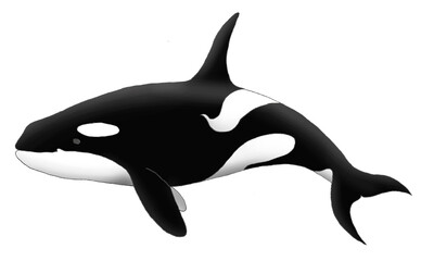 Orca, Killer Whale, Black and White