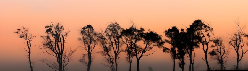 Fototapeta na wymiar a group of trees in the fog