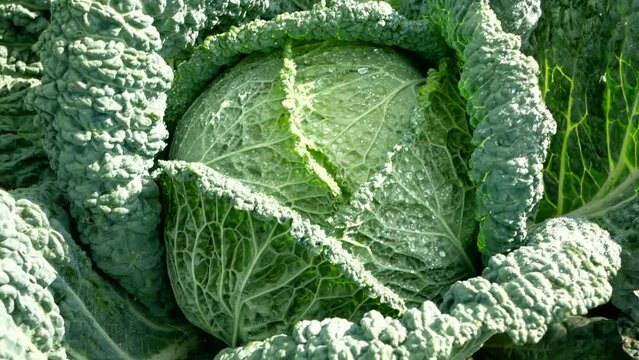 Field Savoy cabbage bio detail leaves leaf heads Brassica oleracea sabauda close-up land root crop vegetable farm plantation farming harvest cultivated garden stem head growing Europe.