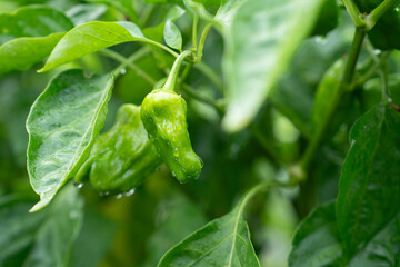 畑に育った新鮮な雨上がりのピーマン
