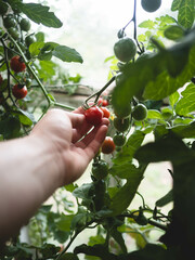 Tomatenernte mit Hand
