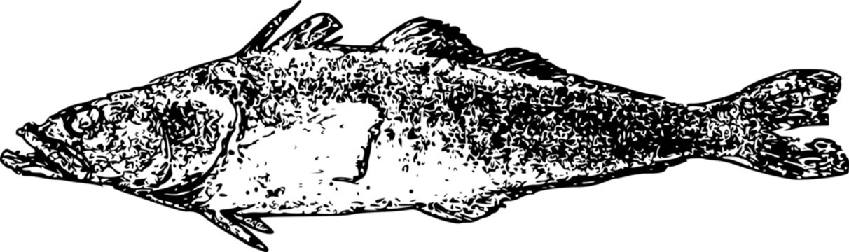 black and white image of sea fish. vector isolated graphic.