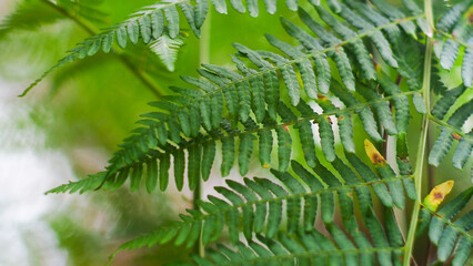 Macro de longues feuilles de fougère vertes