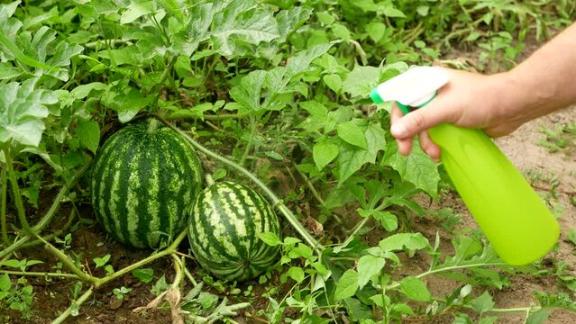 Spraying watermelons growing on the field from a spray bottle. Natural watermelons treatment, spraying a natural mixture on the foliage to repel caterpillars and worms, pieris brassicae.