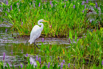 A Great White Egret stands on one leg as it hunts in the wetlands of a Nature Preserve in Upstate NY.