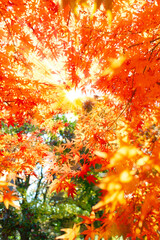 autumn leaves background