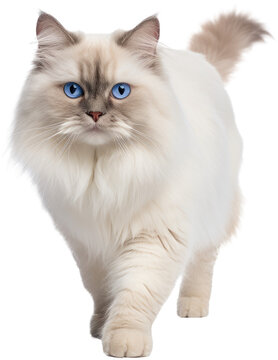 Cute Walking Ragdoll Cat Isolated On A White Background As Transparent PNG, Animal