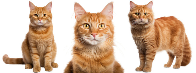 Collection of three cats with red fur, animal bundle isolated on white background as transparent PNG - Powered by Adobe