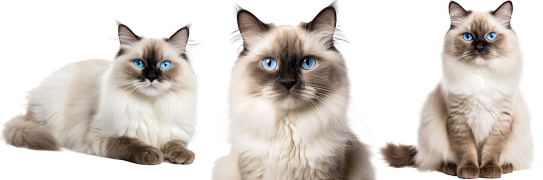 Collection of three ragdoll cats, animal bundle isolated on white background as transparent PNG