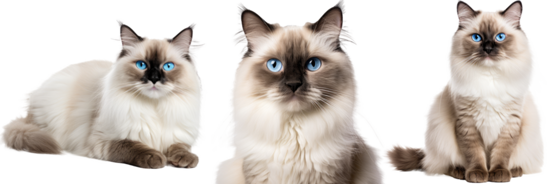Collection of three ragdoll cats, animal bundle isolated on white background as transparent PNG