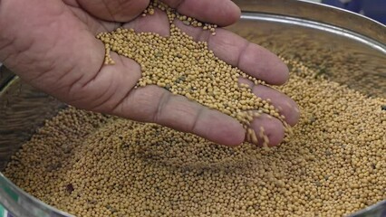 Man checking the quality of semen sinapis or Yellow mustard seeds