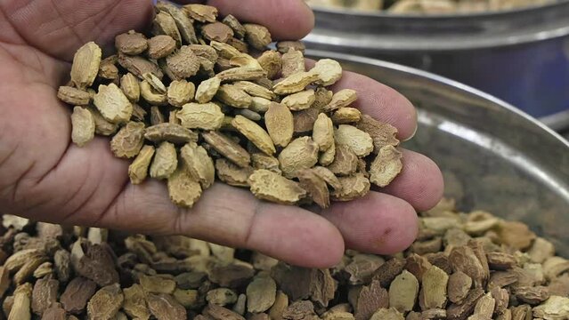 Man checking the quality of Momordica charantia or bitter gourd seeds