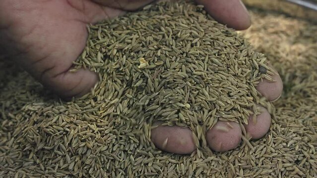Man checking the quality of cuminum cyminum or Indian cumin seeds