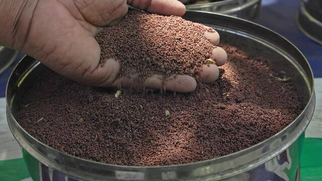 Man checking the quality of garden cress, Lepidium sativum, or Halim seeds