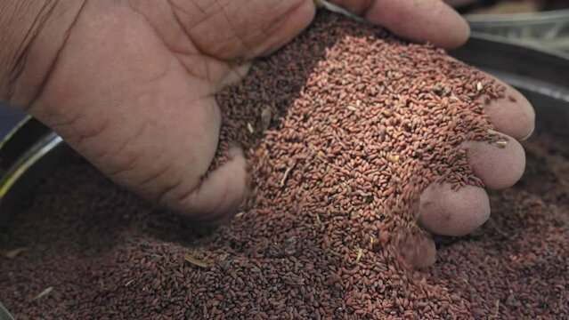 Man checking the quality of garden cress, Lepidium sativum, or Halim seeds