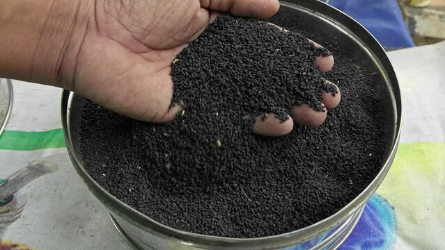 Man checking the quality of Nigella sativa, black cumin, or black seeds