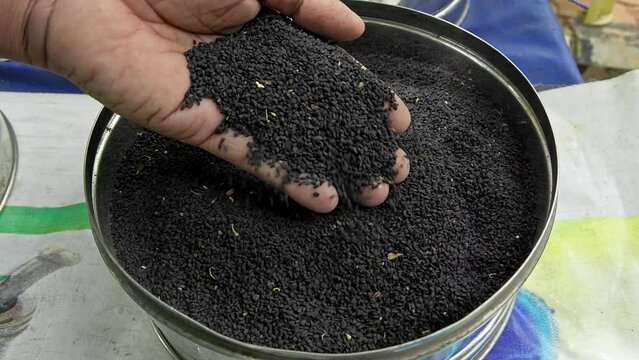 Man checking the quality of Nigella sativa, black cumin, or black seeds